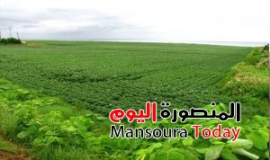 egypttoday-الأراضي-الزراعية